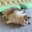 영화) 슈퍼걸이 망한 이유.movie