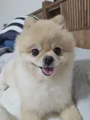 솔직히 우리 집 강쥐 외모 어디서 안꿀림