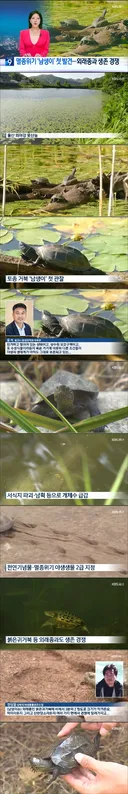 멸종위기 '남생이' 첫 발견...