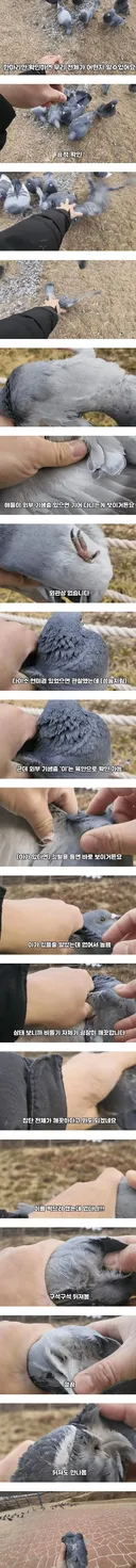 비둘기가 얼마나 더러운지 직접 보여주겠다는 유튜버