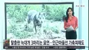서산 늑대개 탈출