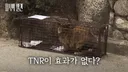 [지식의 발견] 성역이 되어버린 '길고양이'의 실체
