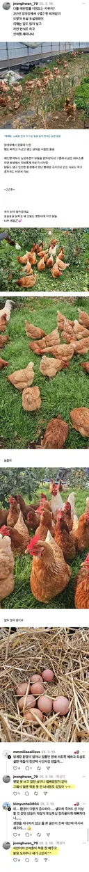 폐닭 사와서 2년 묵힌 결과.