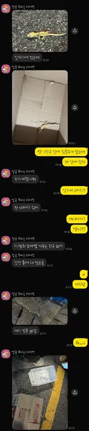 부산의 한 대학교 근처 길거리에 누가 도마뱀 100마리 유기함