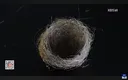 신물질에 정신을 못차리고 있는 종족.jpg