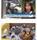 아파트 덕분에 번식률이 증가했다는 촉법동물 황조롱이