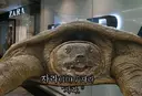 여우타기야 이제 그만