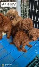 깨끗한 바람도 햇살도 사람의 다정한 손길도 처음 느끼는 강아지들