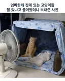 엄마, 고양이 잘 있어?