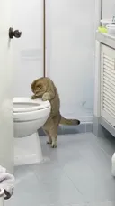 변기에서 볼일보는 냐옹이