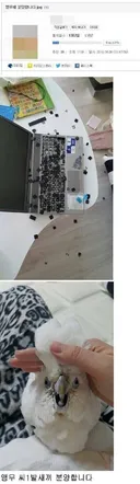 앵무새 분양합니다