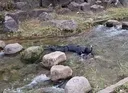 청계천에서 발견된 의문의... .gif