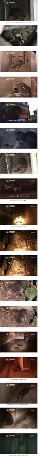 죽은 엄마 곁을 떠나지 않는 새끼 고양이