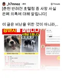 춘천 반려견 호텔링 중 사망 타임라인