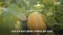 한국 참외가 일본에서 왔다는게 사실일까