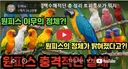 원피스 앵무새 떡밥 며칠 후 예상