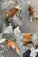 혐주의 현재 중국에서 난리난 동물학대사건