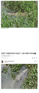경기도 여주 근황