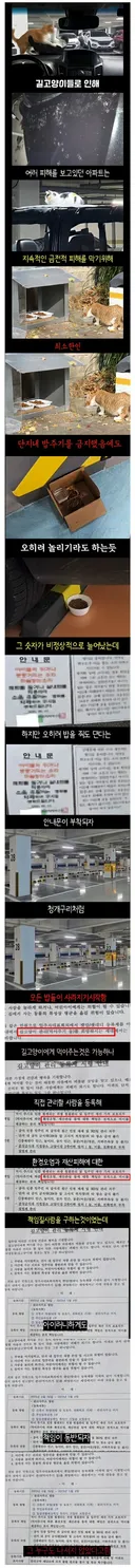 캣맘들이 사라진 이유?