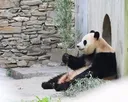 충격적인 오늘 푸바오의 6살 생일 풍경..