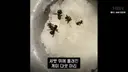 음식에 개미 넣은 식당 근황