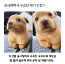 공사장에서 구조된 애기 인절미