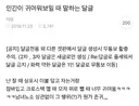인간이 귀여워 보일 때 말하는 달글 캡쳐