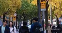 민원 때문에 서울에 나무 약 800그루 사라질 예정