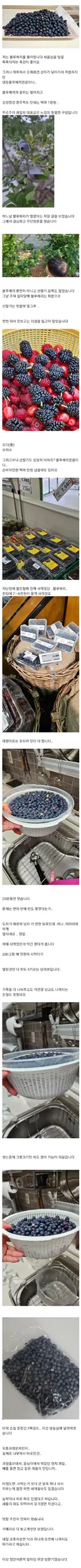블루베리 5kg 넘게 무단으로 따간 사람