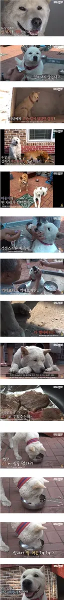 친구를 보내고 금식하는 개