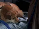 풀 죽은 강아지, 하루만에 임보 취소…