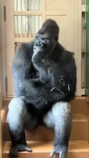 짝과의 불화가 있다는 일본 동물원 고릴라