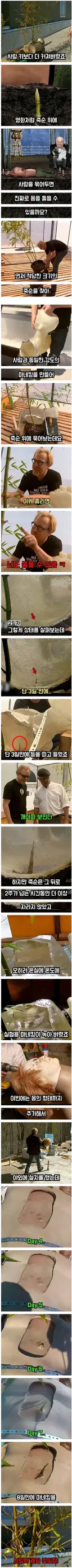 대나무 죽순 고문 실제로 가능할까?.jpg