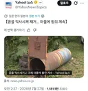 곰 익사 시켰다고 난리난 일본