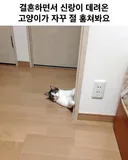 결혼하면서 신랑이 데리고 온 고양이가 자꾸 절 훔쳐봐요.jpg