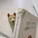 당신의 강아지와 대화하자
