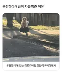 운전하다가 급히 차를 멈춘 이유