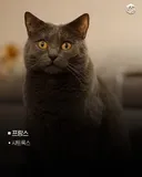 국가별 대표 고양이