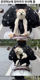 운전하는데 강아지가 인사해 줌.