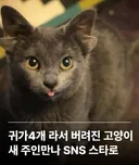 귀가4개 라서 버려진 고양이 새 주인만나 sns 스타로
