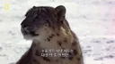 사냥 중 120m 절벽 아래로 떨어진 눈표범 jpg