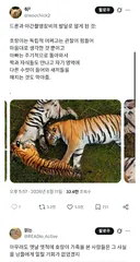 호랑이에 대해 밝혀졌다는 새로운 사실…jpg