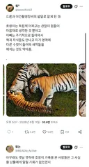 호랑이에 대해 밝혀졌다는 새로운 사실