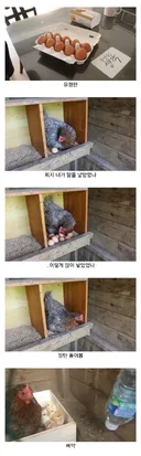 마트에서 사온 유정란을 닭에게 줘보았다