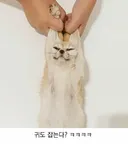 엑스레이 촬영중인 사막여우 본적있어