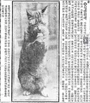 호랑이 담배먹는 것은 옛날 일이오, 지금은 고양이 아이스크림 마시는 세월이외다