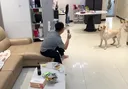 앗! 주인이 사라졌다!