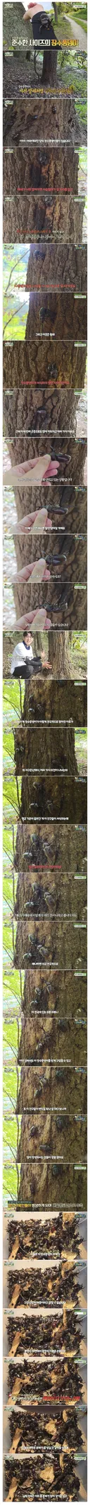 최근 전국적으로 갑자기 대거 출몰하고 있는 곤충