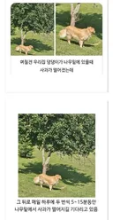 이번 애플 수급난에 대한 내 감상