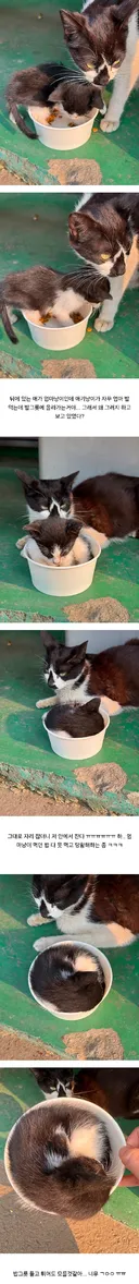 공장 고양이 새끼 낳았는데 이거 봐